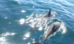 Delfinsafari Portugal