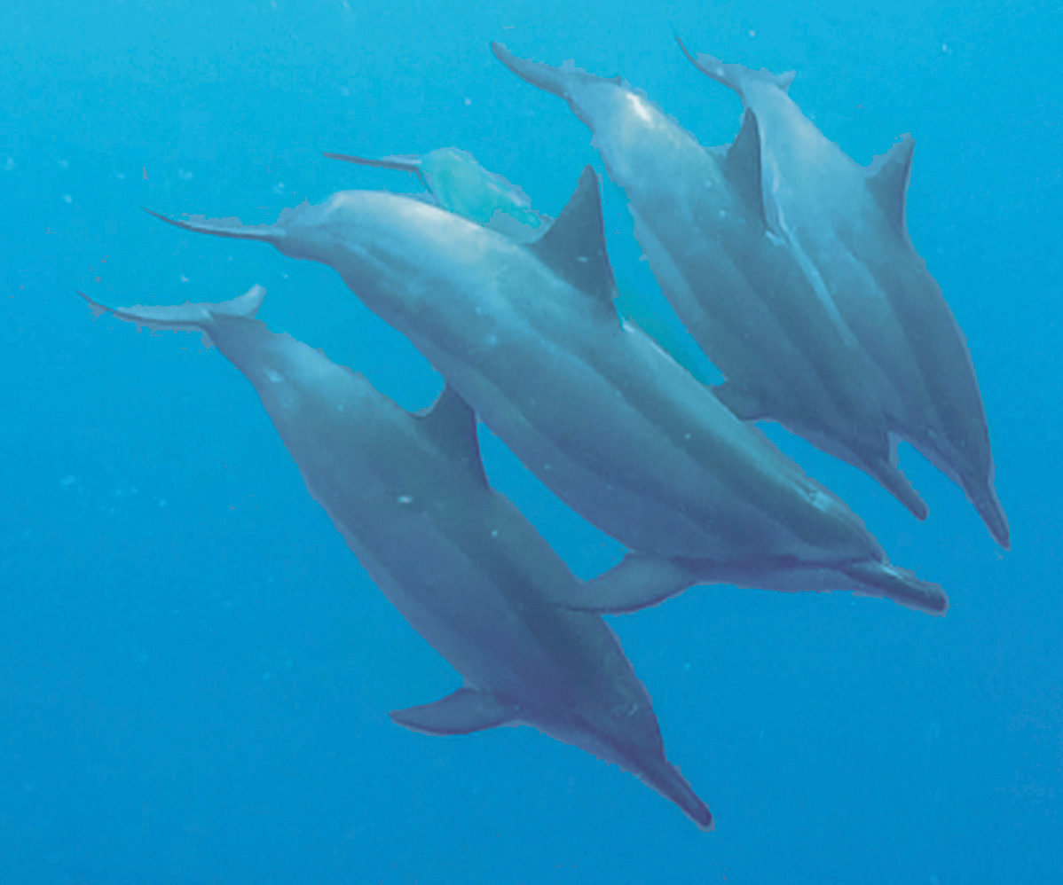 Simma med delfiner Hawaii