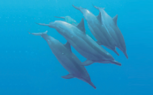 Simmar med vilda delfiner